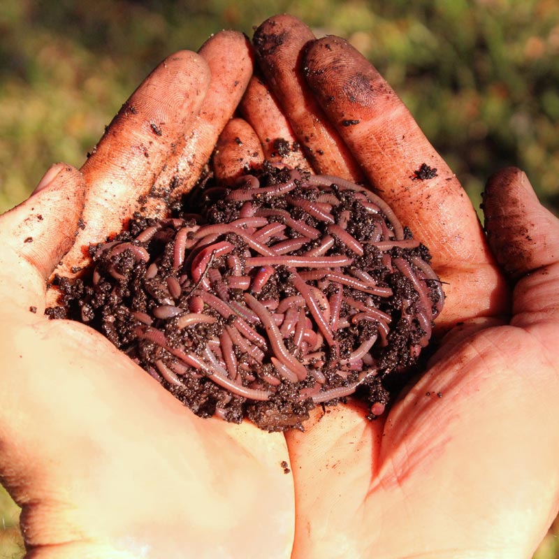Teetat Bamrungsab - ธีธัช บำรุงทรัพย์ - For Sale the African Night Crawler(ANC)  Worm are one of the best worms for quick decomposing organic matter.  Contact us 📞: 089-827-2715 Join my Line ID 