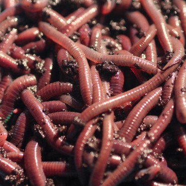 Live Worms For Sale