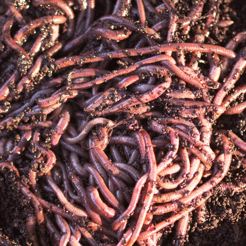 Composting Worms (Vermiculture) Red Wigglers and African Nightcrawlers 