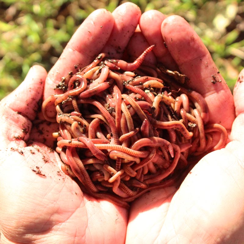  BESTBAIT 2 lbs. European Nightcrawlers Approx. 500-650 Count  Composting Worms Live Fishing Bait : Sports & Outdoors
