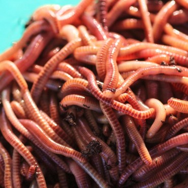  Nature's Dream Ranch 100 Count Earth Worms for Garden Soil  Live Compost Worms Red Wigglers Worms Farm for Kids Live Earthworms Night  Crawlers for Composting : Patio, Lawn & Garden