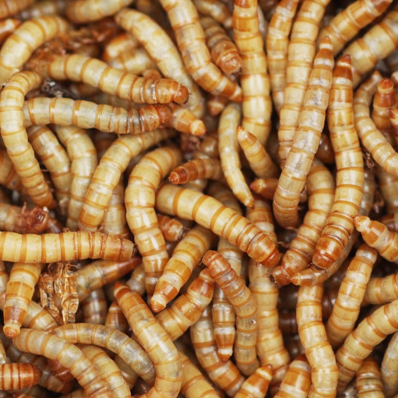 1000 Meal Worms For Sale