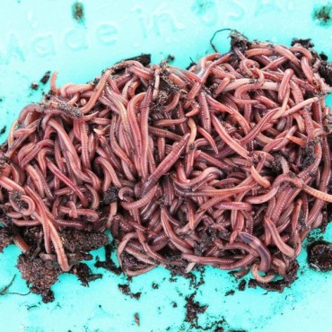  African Nightcrawlers, 2 LBS Live Worms : Patio, Lawn & Garden