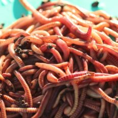 Buy worms