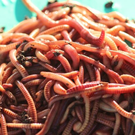 European Nightcrawlers - Click to Buy Worms