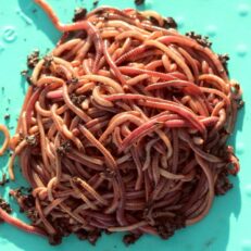 European nightcrawlers in a bundle