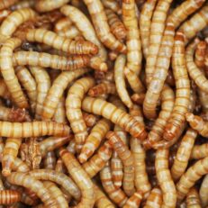 Mealworms