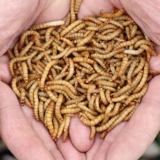 Mealworms in hand