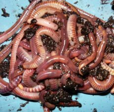 Composter's Combo- European Nightcrawlers and Red Wigglers